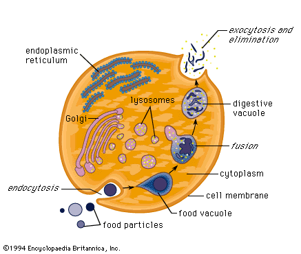 Animal Cell Golgi Body. apparatus: (1) Nucleus